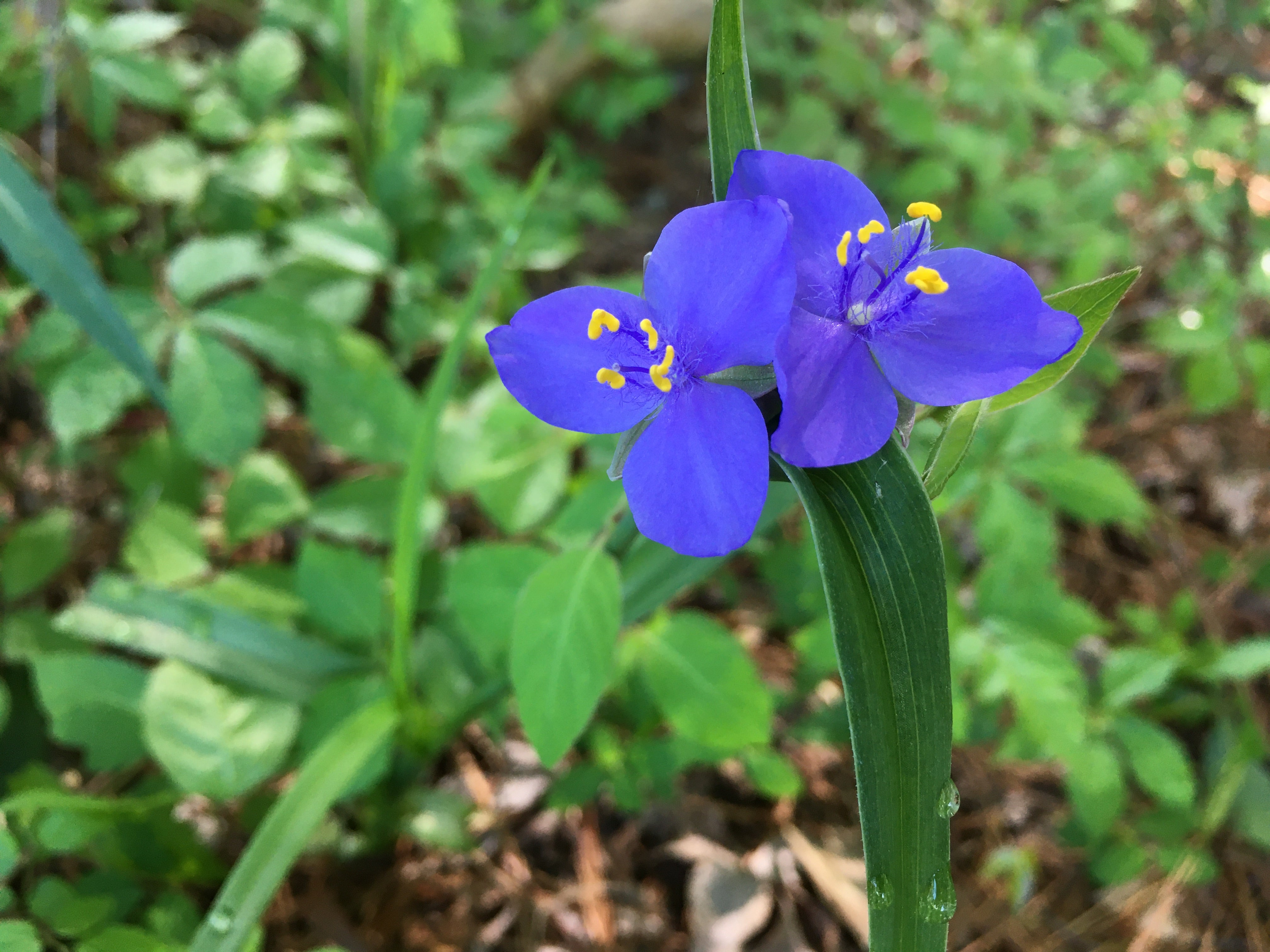 up close of Ohio Spiderwort wildflower with royal blue petals and yellow anthers in the centers